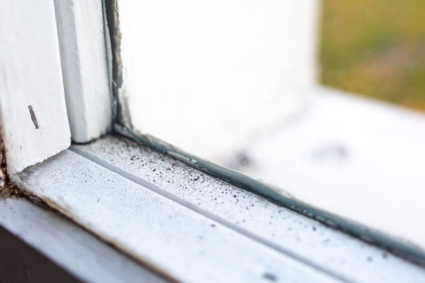 Best Air Quality Testing for Mold Spores  in Silsbee, TX
