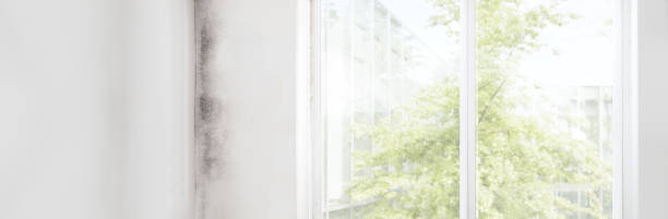 Best Asbestos and Lead Testing During Mold Inspection  in Silsbee, TX